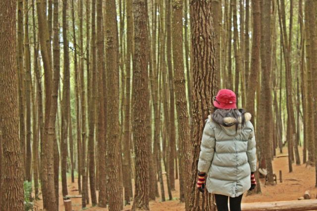 Wisata Hutan Pinus Dlingo