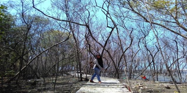 Percis kaya Hutan Mangrove di Muara Angke