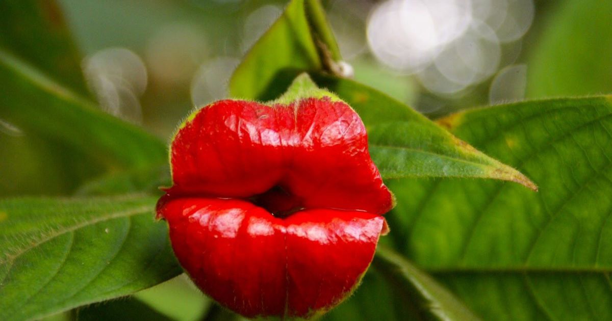 96 Koleksi Gambar Hewan Langka Ajaib HD Terbaik