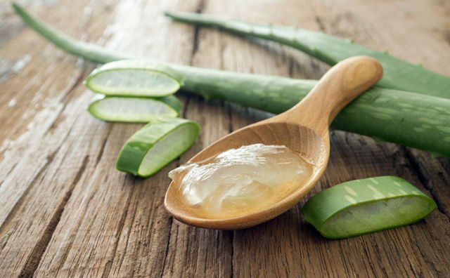 Lidah Buaya (Aloe Vera)