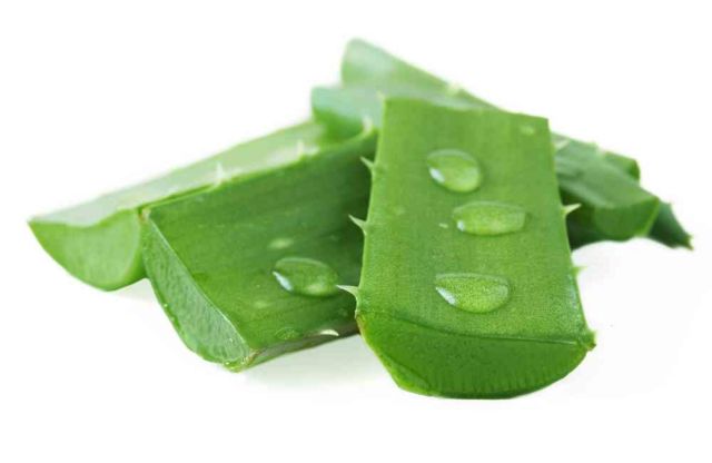 Lidah Buaya (Aloe Vera)