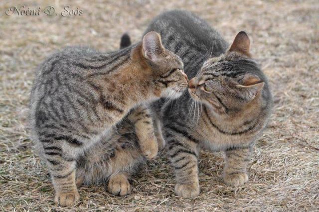14 Hal yang Tidak Anda Ketahui tentang Kucing