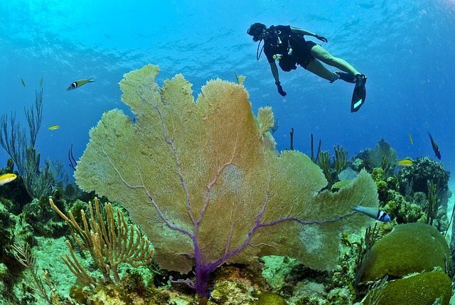 Pengamatan bawah Laut, Enak lho!