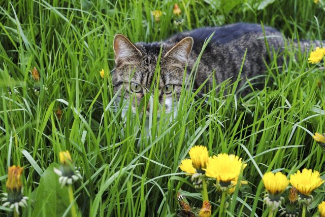 Apa Jadinya Jika Terusmenerus Mengurung Kucing Di Dalam