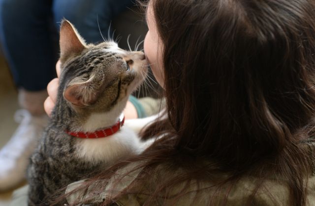 bermain dengan kucing