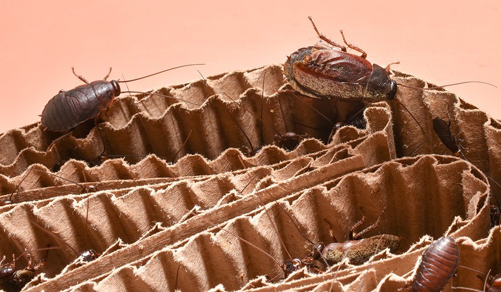 Menjijikan Tapi Diprediksi Bisa Bertahan dari Radiasi Nuklir, Ini 6 ...