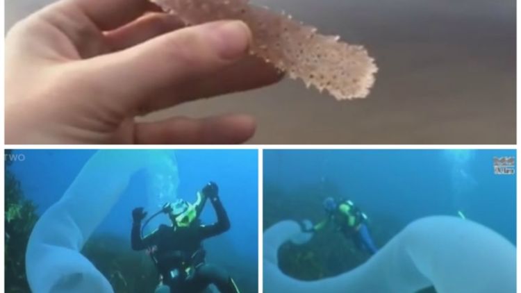 Muncul Lagi Hewan Misterius Dari Dasar Bumi Kok Makin Sering Ya