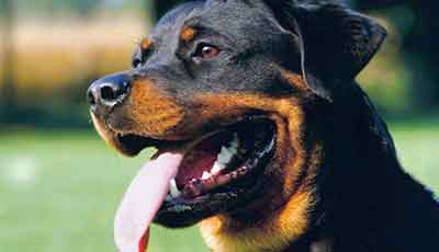 Anjing rottweiler