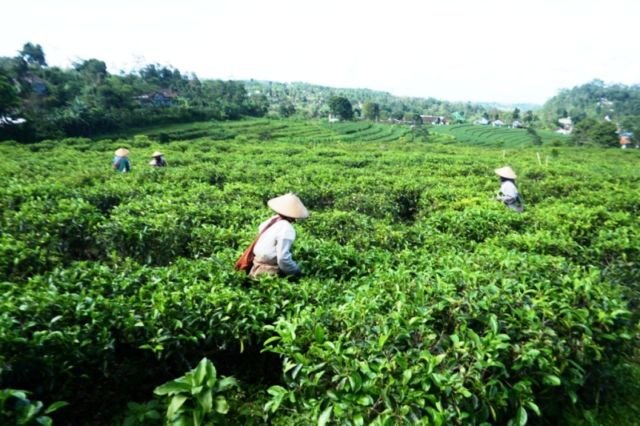 Kebon Teh Kuningan