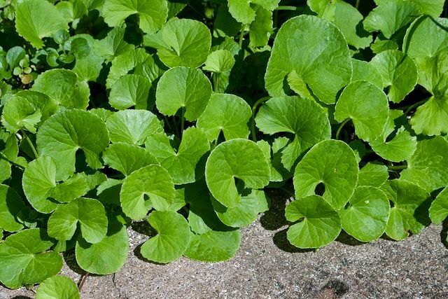 Daun Pegagan