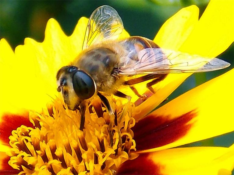 Serangga Seram yang Bikin Orang Ketakutan