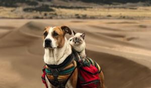 Dikira Lagi Face Swap Wajah Anjing Ini Ternyata Memang Begitu