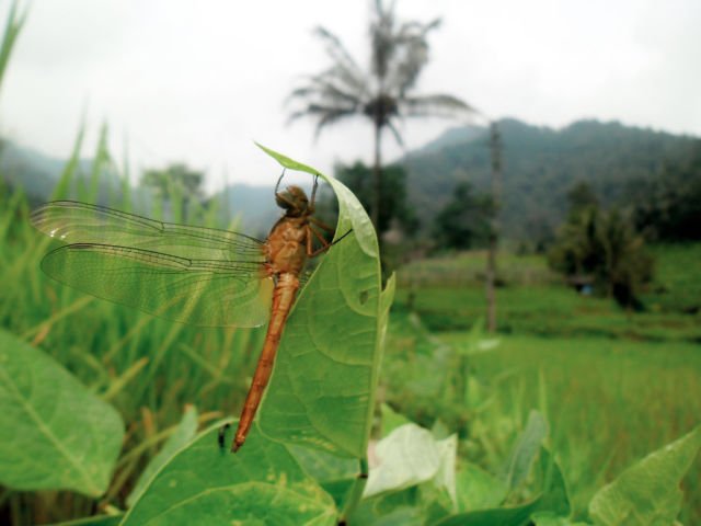 Capung