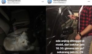 Dikira Lagi Face Swap Wajah Anjing Ini Ternyata Memang Begitu