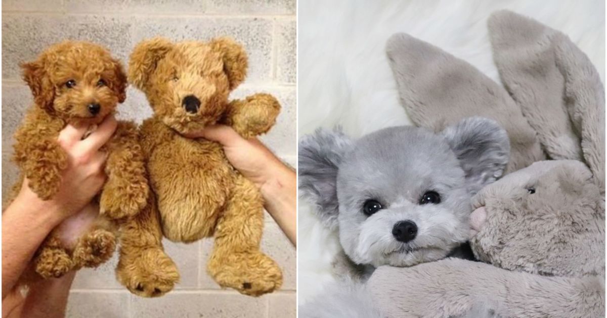 Saking Lucunya Makhluk Ini Nggak Ada Bedanya Dengan Boneka Kamu