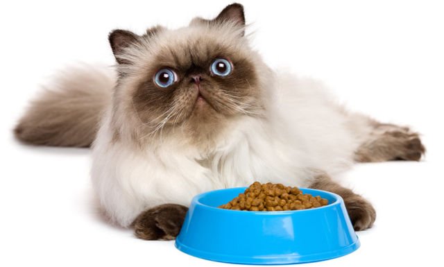 Kucing Persia