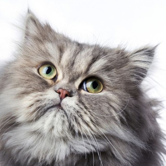 Bulu Kucing