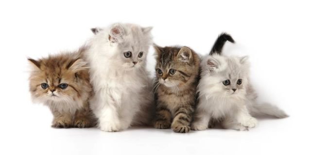 Kucing Persia