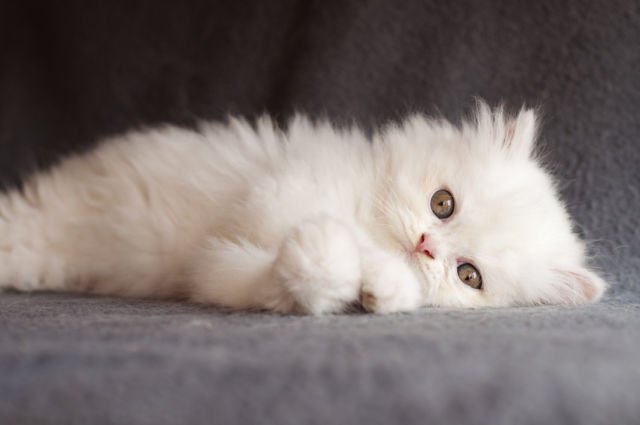 Kucing Persia