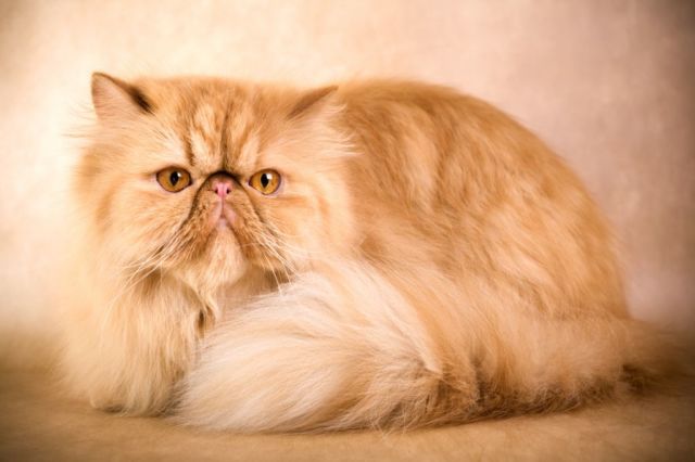 Kucing Persia