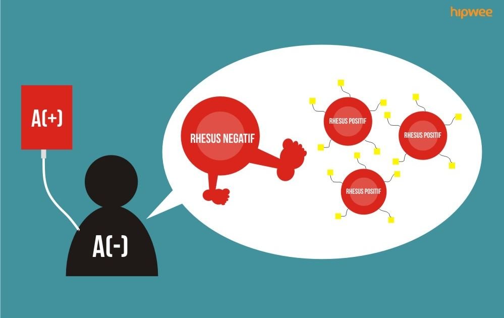 10 Fakta Pentingnya Tahu Tipe Rhesus Darah Kalian Bukan Cuma Golongan Darah Abo Doang