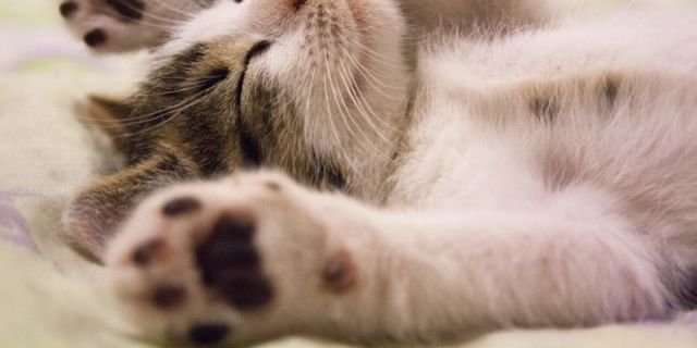 tidur