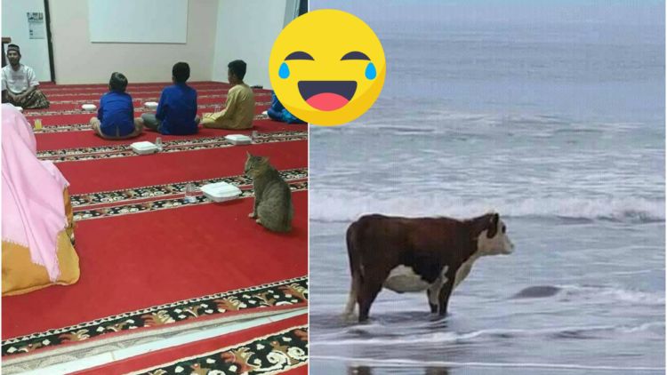 460 Koleksi Semua Gambar Hewan Peliharaan Gratis Terbaru