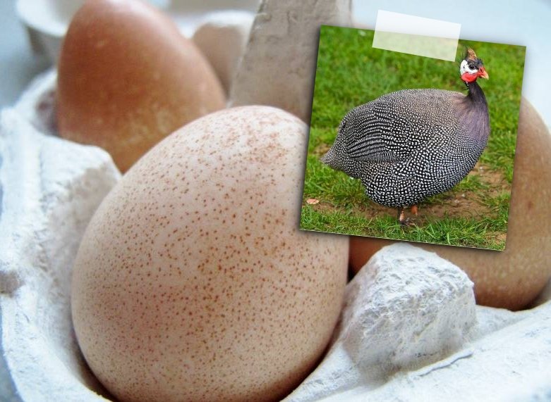 Selain Telur Ayam, 8 Telur Hewan Ini Juga Bisa Dimakan. Mungkin Nggak