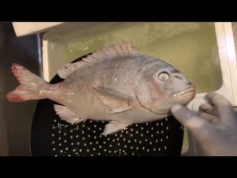 Bukan Sulap Atau Sihir Ikan Beku Ini Masih Bisa Hidup Begitu Dicairkan Begini Penjelasan Ilmiahnya