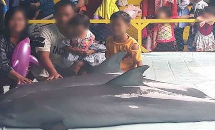 9000 Gambar Animasi Hewan Sirkus Gratis Terbaru