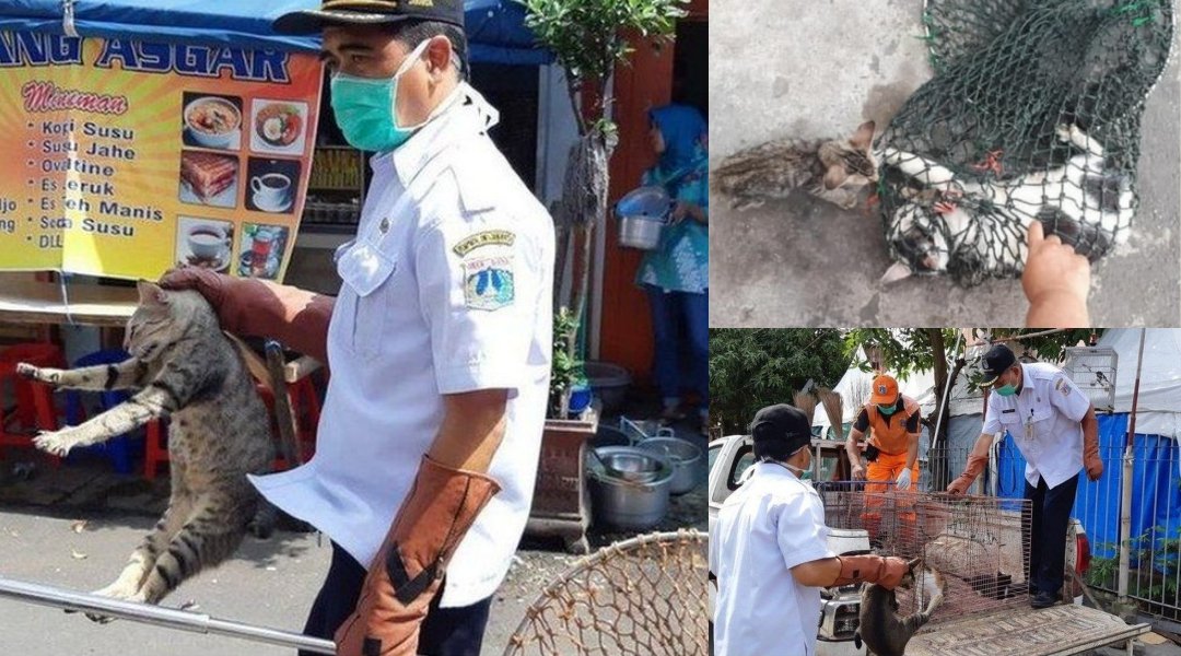 Polemik Razia Kucing Dan Anjing Liar Di Jakarta Nasib Hewan