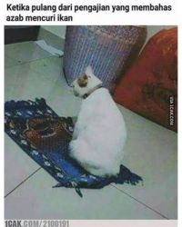 15 Momen Kocak Saat Kucing Terciduk Sedang Mencuri. Nggak Bisa Marah
