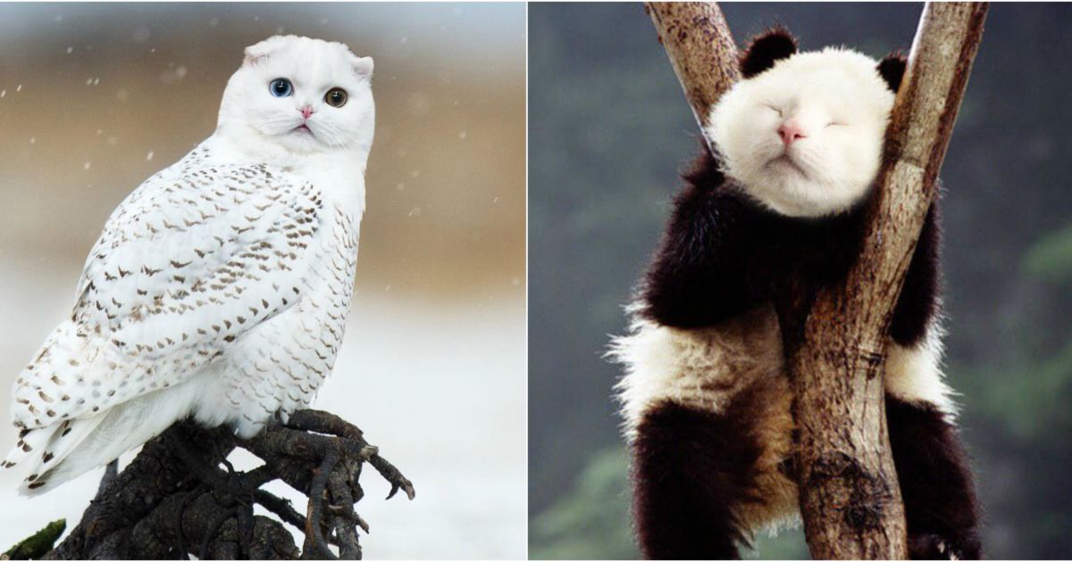 62+ Gambar Hewan Kucing Kutub Gratis Terbaik