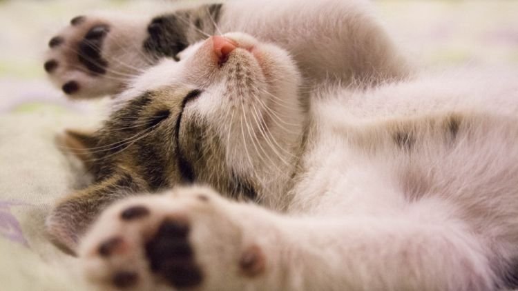 Menurut Studi Ternyata Kucing Dapat Mengenal Panggilan Namanya