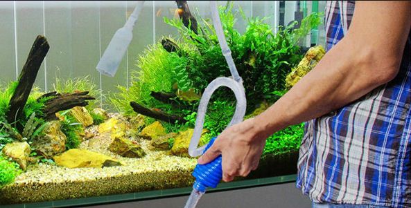 membersihkan aquarium