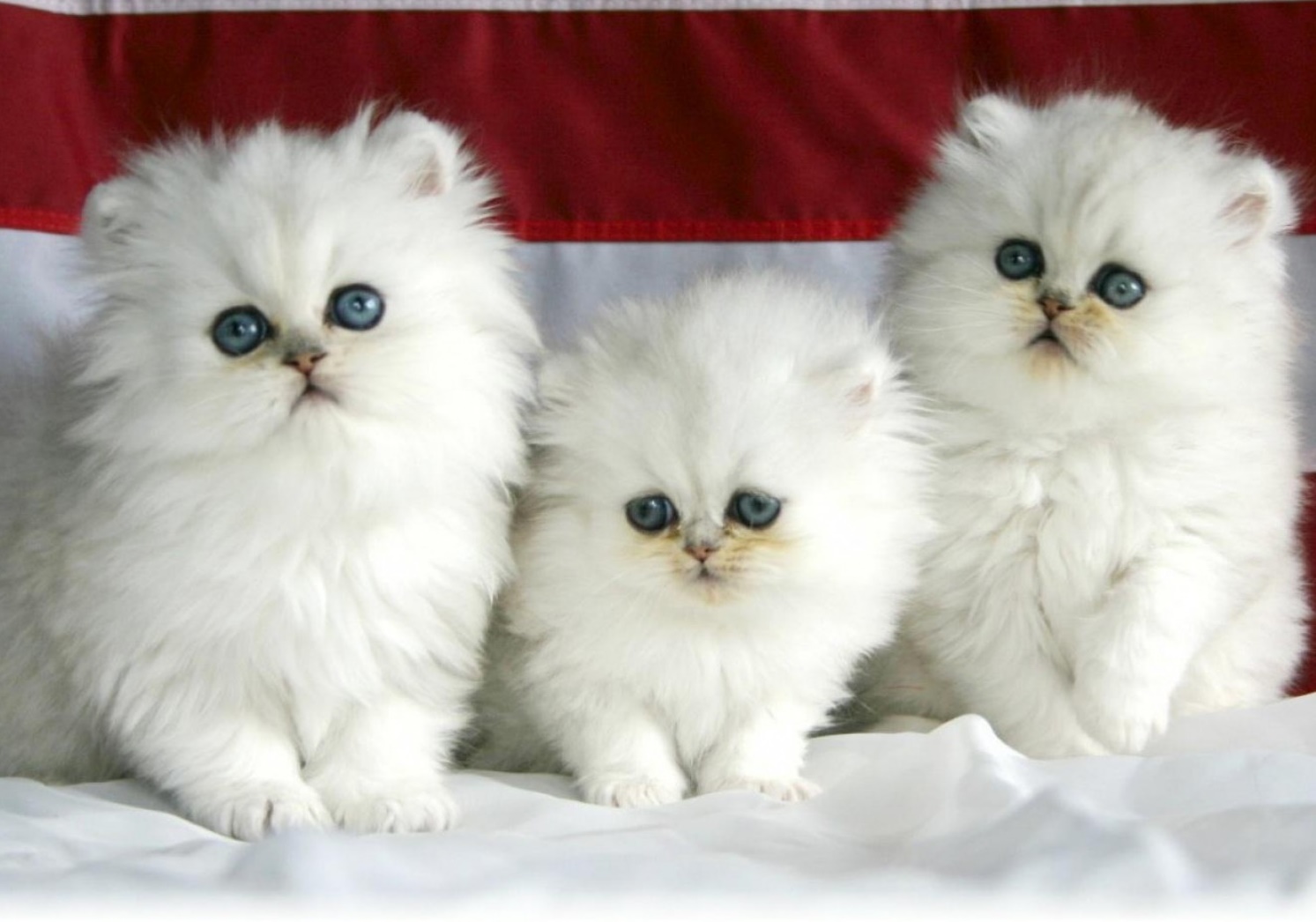 Menabak Karakter Orang dari Kucing Piaraannya. Kucing Oranye nih yang