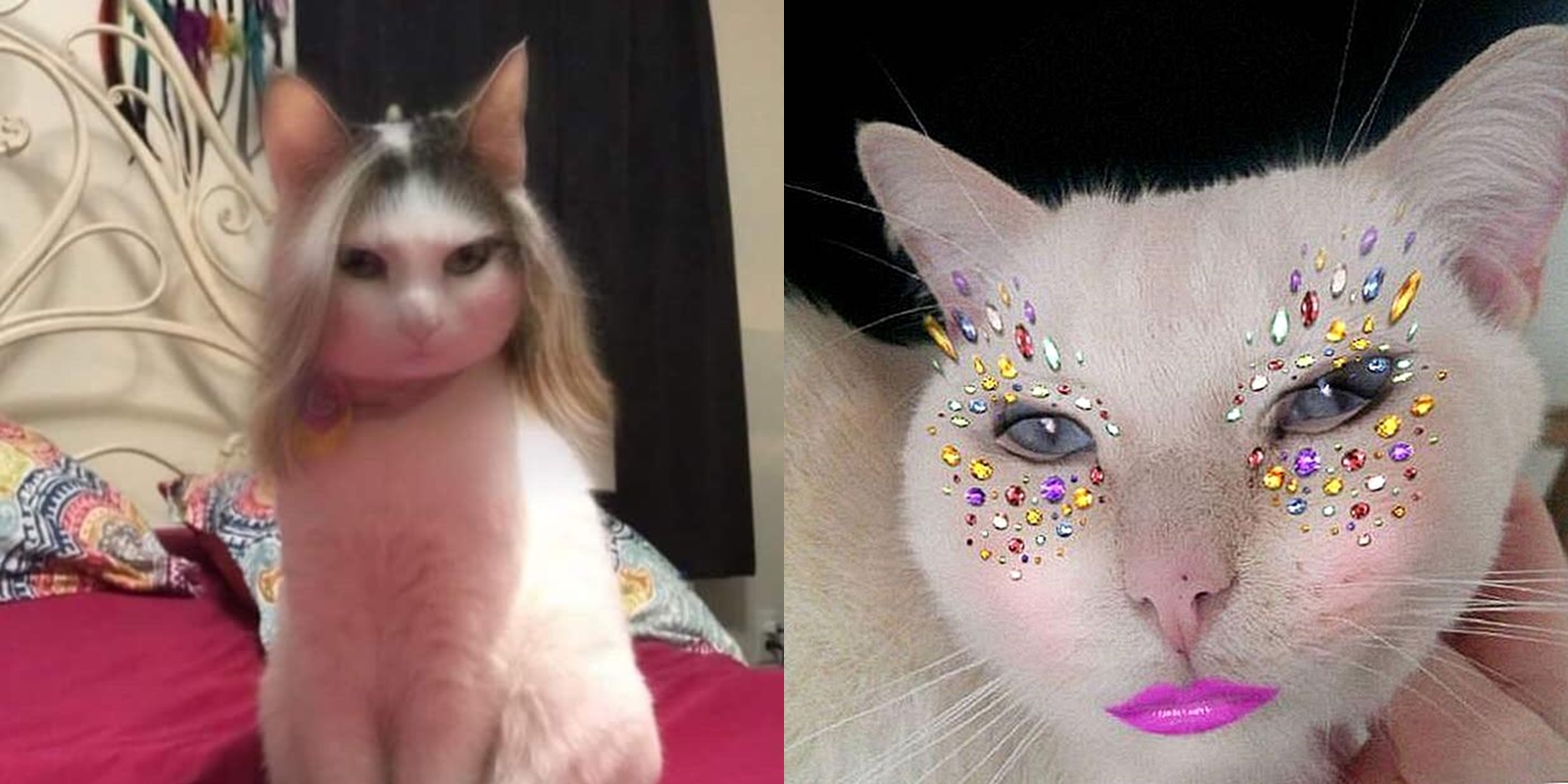 Deretan Potret Lucu Kucing Pakai Filter Snapchat. Makin Gemes sama