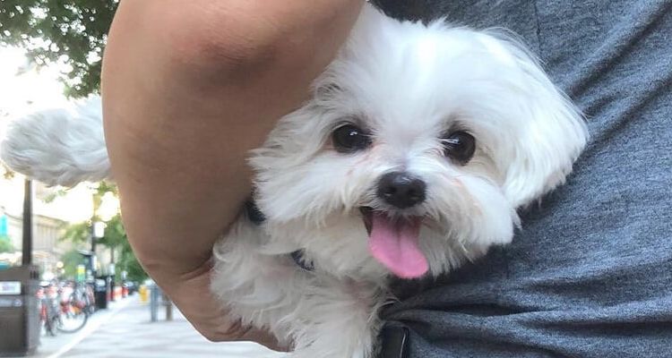 660 Koleksi Gambar Hewan Pemikiran Galau Terbaru