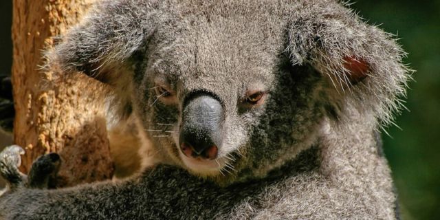 Koala