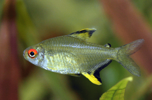 Ikan Lemon Tetra