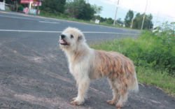 Setia Menunggu Pemiliknya Selama 4 Tahun Anjing Ini Ingatkan Kita