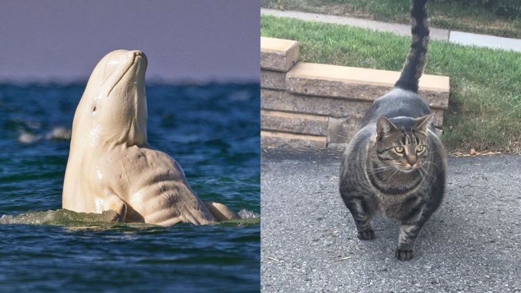 11 Potret Langka Hewan Kekar Bak Atlet Binaragawan Pada Macho