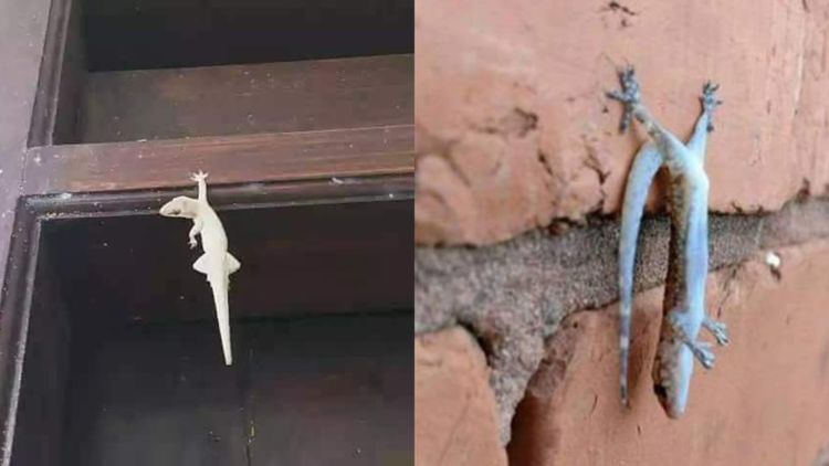 11 Potret Langka Cicak Akrobat Bak Pemain Sirkus Nempel Tembok Doang Mah Udah Nggak Menantang