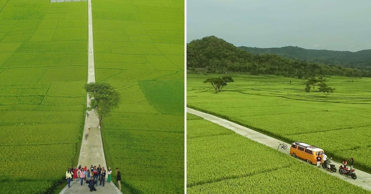 Viral, Indahnya Persawahan nan Hijau di Nanggulan Kulonprogo. Destinasi Hits di Awal