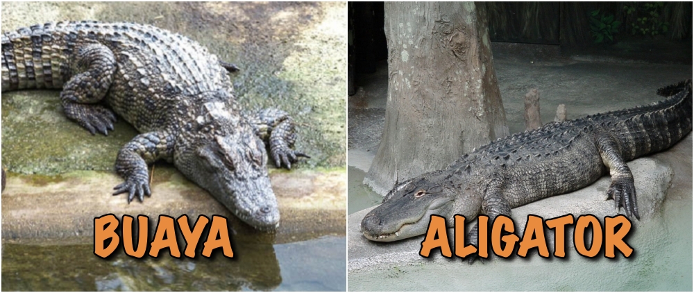 Selain Katak dan Kodok, Ini 6 Binatang Lain yang Sering Dianggap Sama