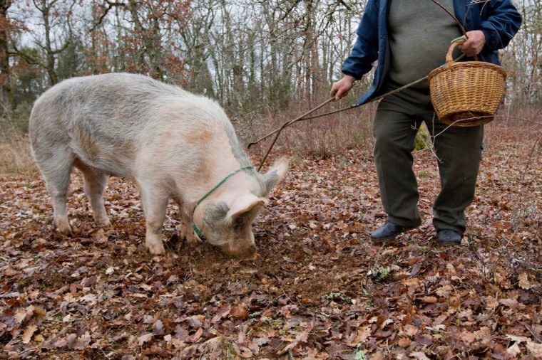 Menguak Fakta Kenapa Truffle Mahal, Jamur yang Dimakan Juri Masterchef