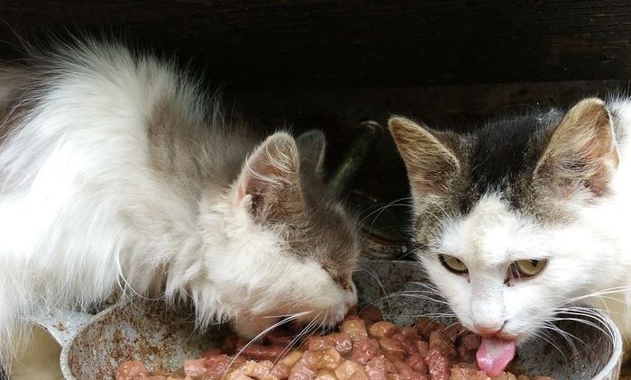 Cara Menangkap Kucing Cara Mengusir Kucing Tanpa Perlu Bikin Surat Edaran Kayak di ITS