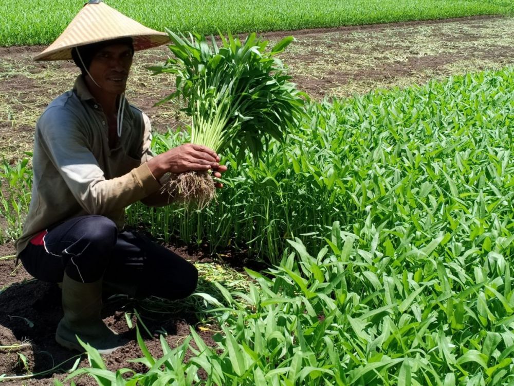Proposal Bisnis: Sayur Segar Online – Menuju Pasar Sehat yang Modern