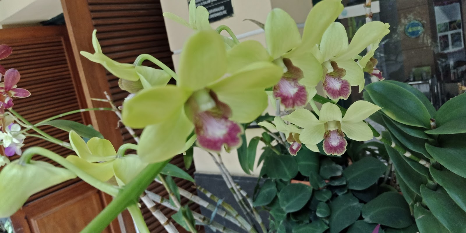 Cara Merawat Anggrek Sesuai Jenisnya. Termasuk Menyelamatkan Anggrek