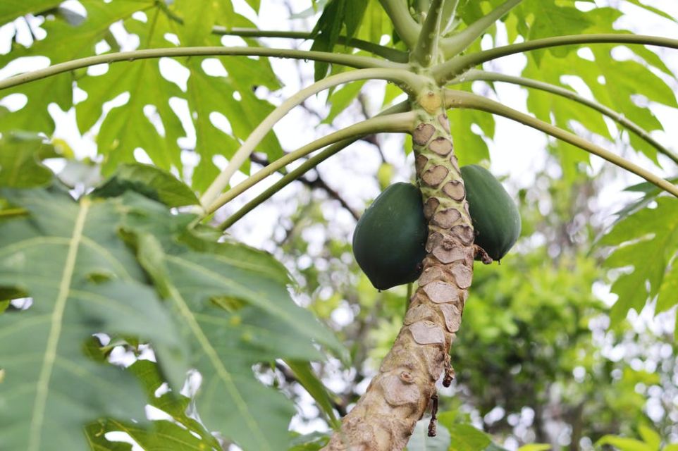 Buah pepaya